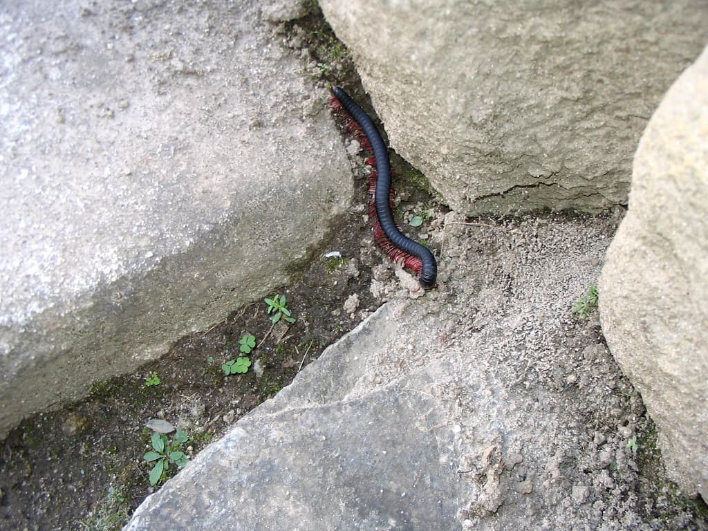 Cool Centipede