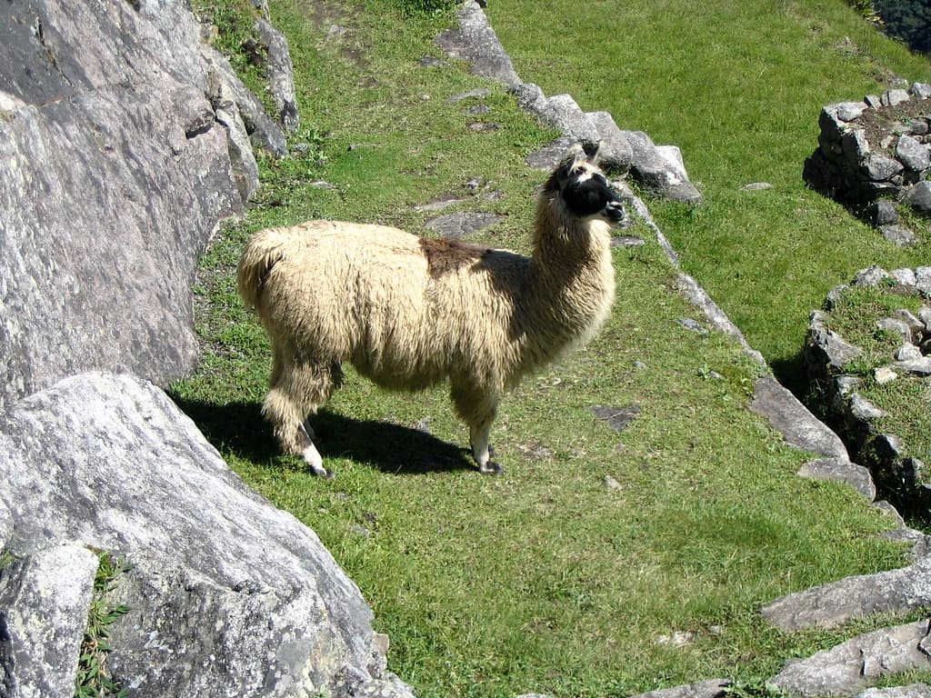 A Llama