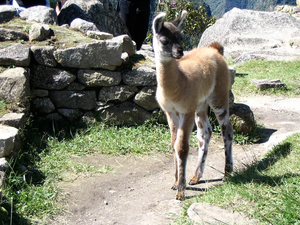 Bamba Llama