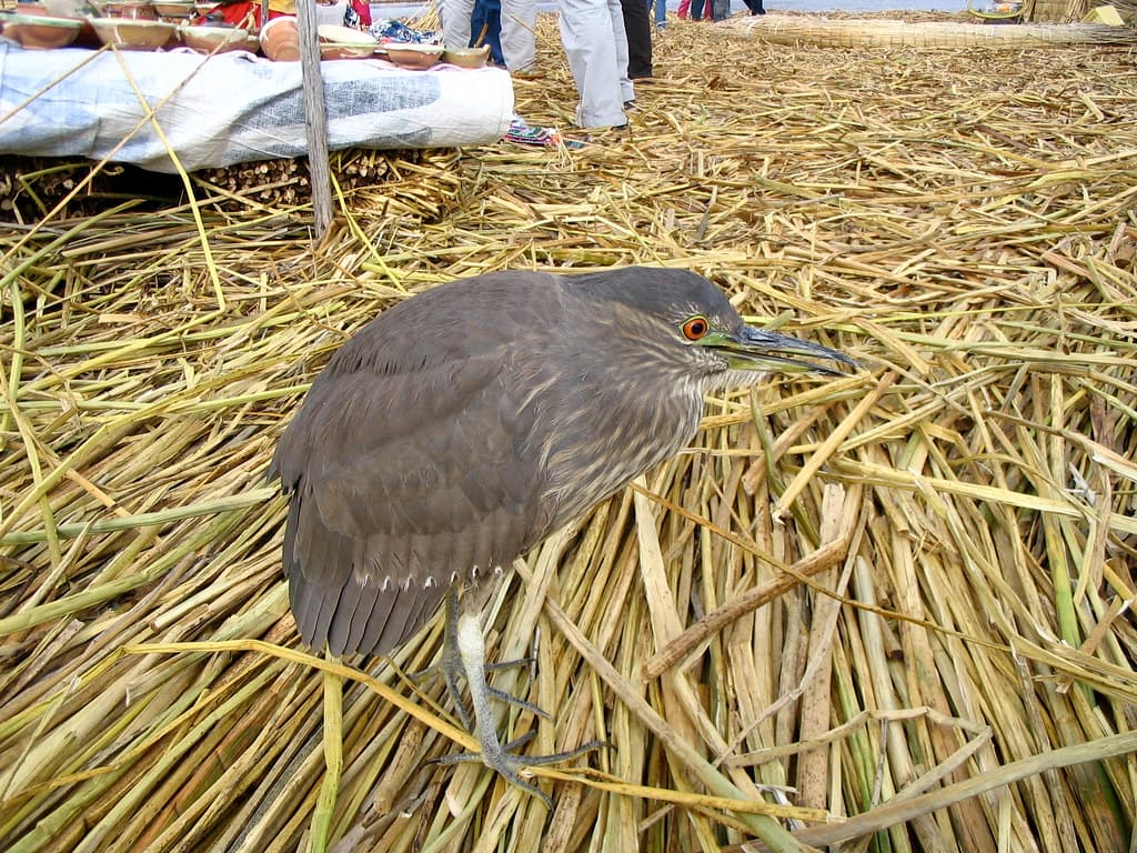 The hunch-bird of notre-damn