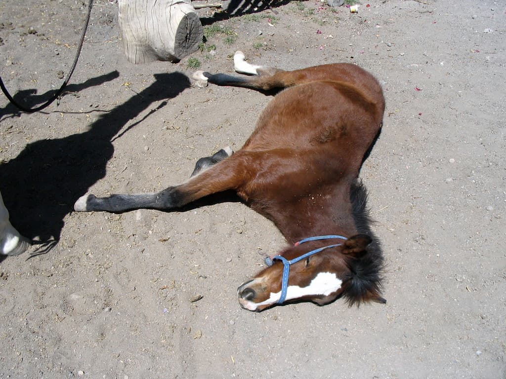A tired horse
