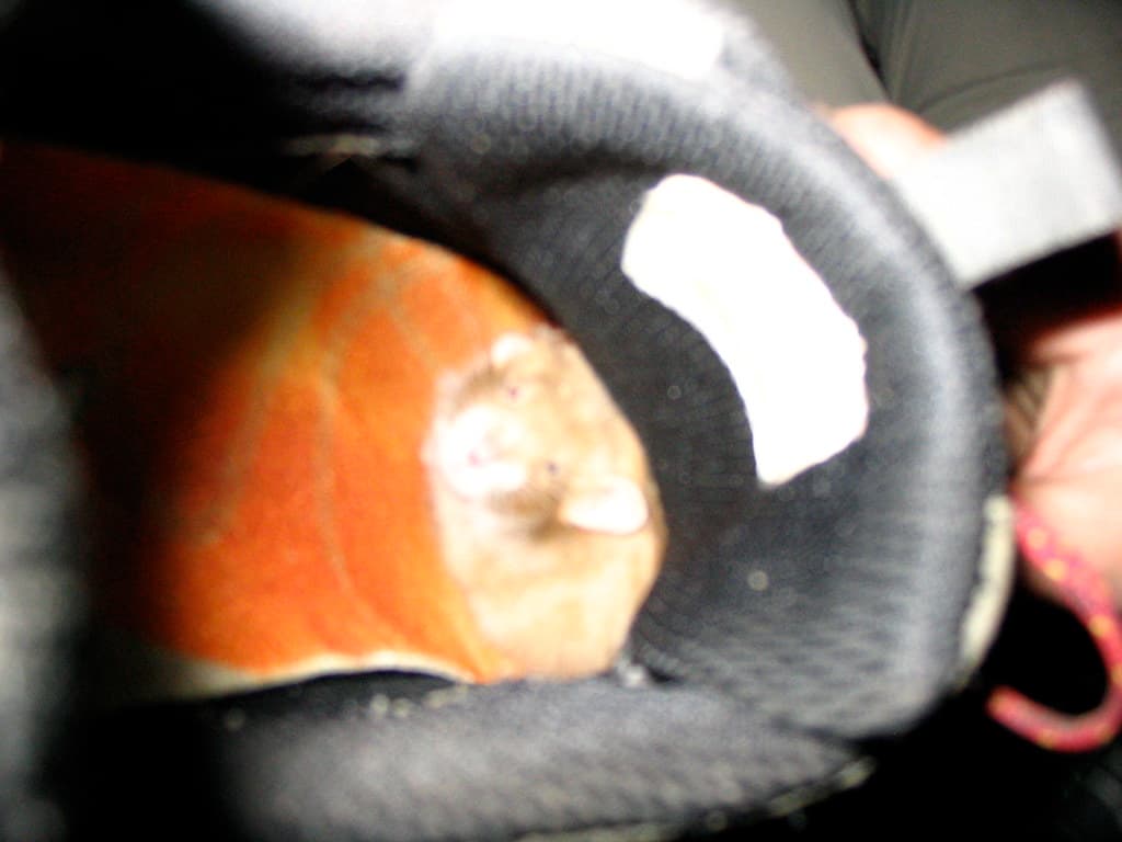 There's a mouse in my shoe