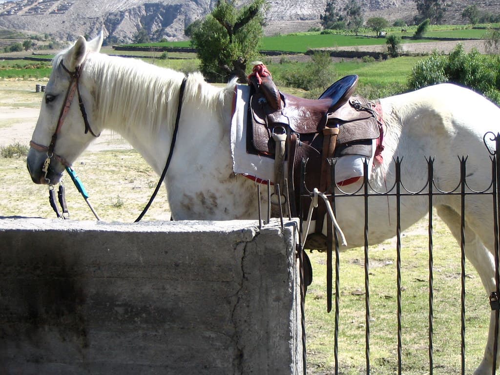 My lovely obedient horse