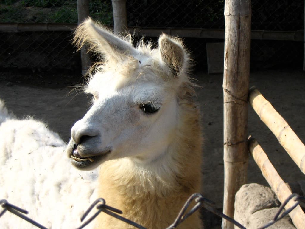 Llama Lips